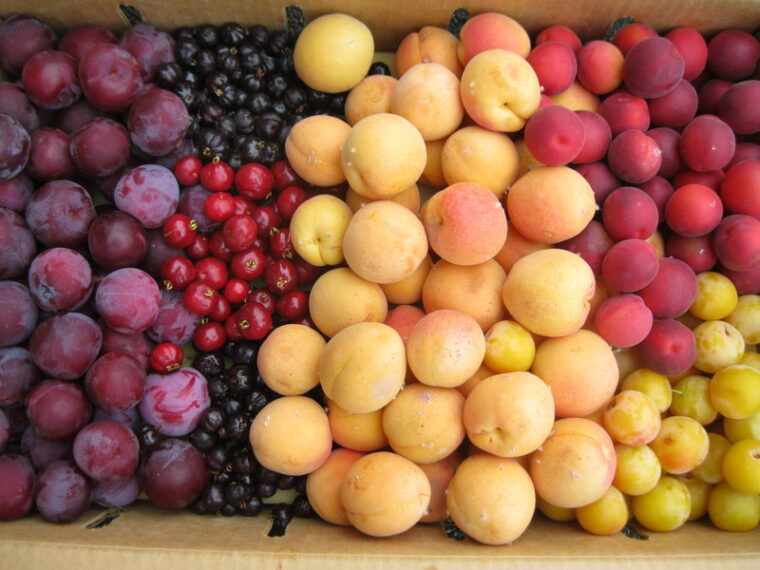What Is Stone Fruit Its Health Benefits Women Magazine